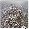 A tree covered with snow in Yumthang valley zero point road 