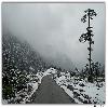 Road and tree in Yumthang valley in north Sikkim