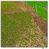 Green land at Trilokinath