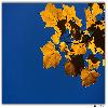 Yellow leaves with blue back ground