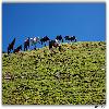 Horses at Himalayas