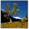Portrait of tree at Himalaya