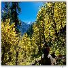 Deep forest at Himalayan area early morning view
