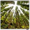 Deodar tree at Himalayan forest