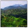 Green valley in Araku