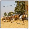 Camel research centre in Rajastan