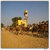 Camel research centre in Rajastan