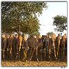 Camel research centre in Rajastan