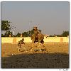 Camel research centre in Rajastan
