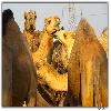 Camel research centre in Rajastan