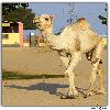 Camel research centre in Rajastan