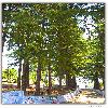 Tall trees around TRC of KMVN