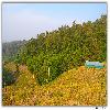 Fruits garden at Ranikhet