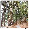 Path to Kali temple Ranikhet