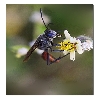 Wasp macro
