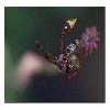 Wasp macro