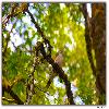 A bird inside Binsar wildlife santuary