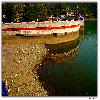 Ducks and Swans on the shore of the Bhimtal lake