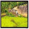 stream flowing between the crops
