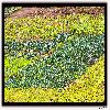 cabbage farming
