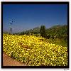 mustard plantation