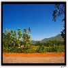 Eucalyptus trees on the road side