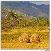 Rice field and valley around Paderu