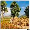 Villages near Paderu on the way to Araku