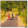 Harvesting time at Paderu in Araku valley