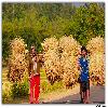 Returning from cultivation field at Paderu 