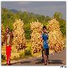 Carrying paddy from the field at Paderu