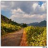 Road to Araku from Paderu