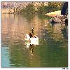 Fishing alone in river 