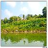 Green around river banks 