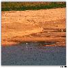 Birds by the side of river 