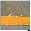 Camps by the side of the river Godavari