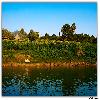 Dultivation by the side of river Godavari 