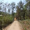 Road inside Vanvihari at Maredumilli 