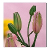 Pink flower