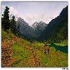 Horse in Aru valley for tourist