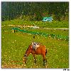 Horse and Aru valley 