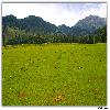 Green valley and tall trees in Aru valley