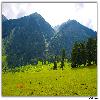 Trees and valley in Aru near Pahalgam