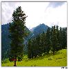 Green belt at Aru valley in Pahalgam