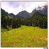 Green medow in Aru valley