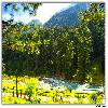 River and Jungle on the way to Pahalgam