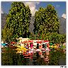 Trees and houseboat by the side of Dal Lake