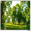 Green grass and tall trees at Nishat Bagh Garden