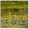 Birds flying from water at Nigeen Lake 
