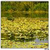 More birds in Nigeen Lake